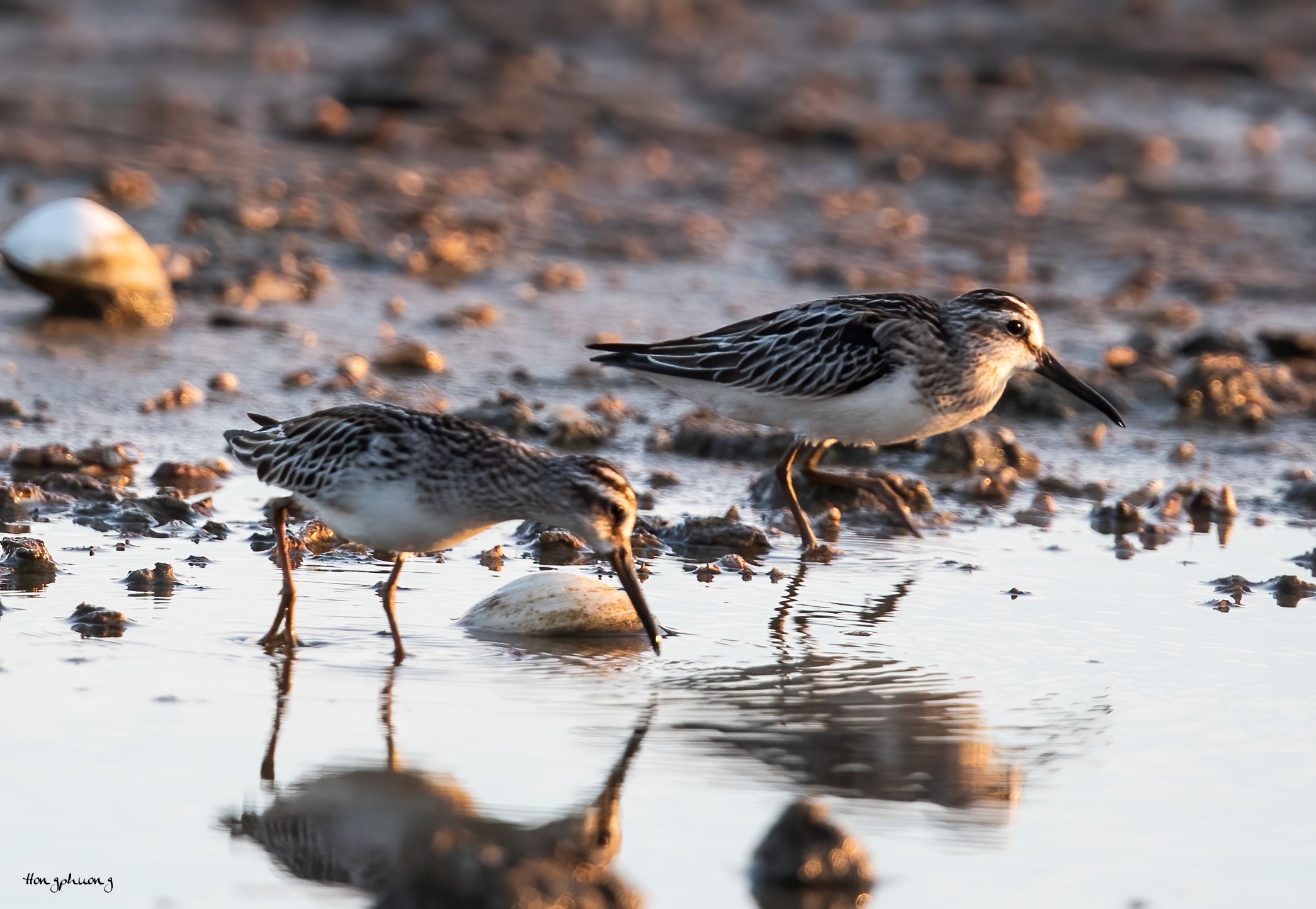 Ghi nhận loài chim Rẽ mỏ rộng, tình trạng bảo tồn sắp nguy cấp tại Vườn quốc gia Bái Tử Long 9 re mo rong 1