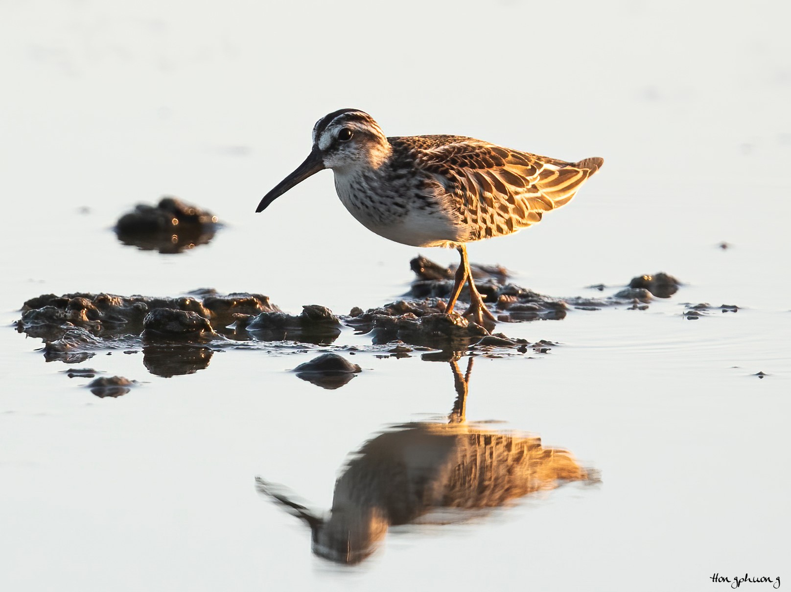 Ghi nhận loài chim Rẽ mỏ rộng, tình trạng bảo tồn sắp nguy cấp tại Vườn quốc gia Bái Tử Long 10 re mo rong 2