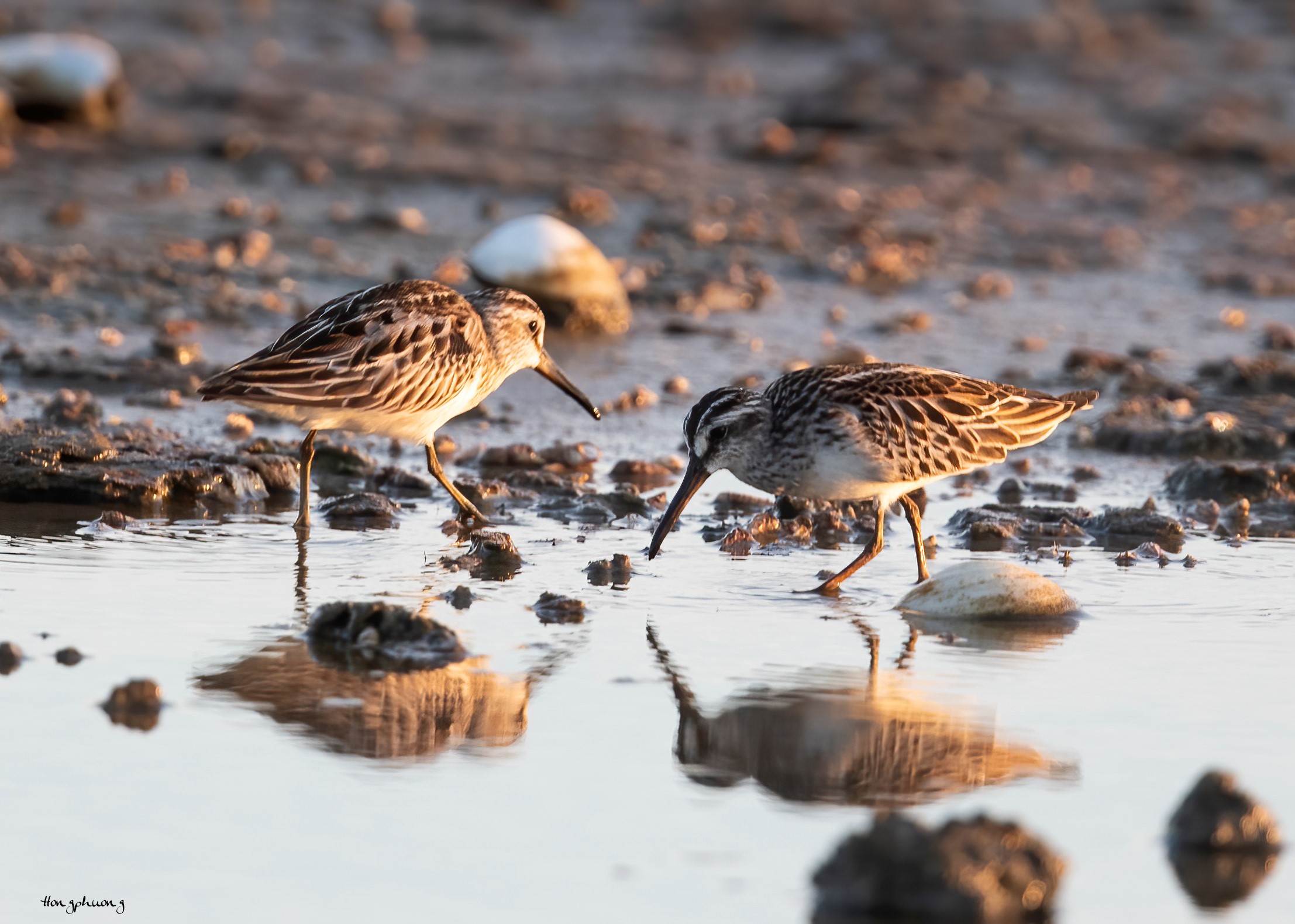 Ghi nhận loài chim Rẽ mỏ rộng, tình trạng bảo tồn sắp nguy cấp tại Vườn quốc gia Bái Tử Long 11 re mo rong 3