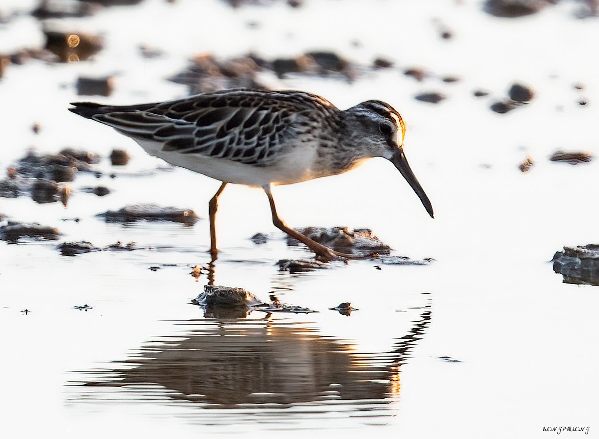 Ghi nhận loài chim Rẽ mỏ rộng, tình trạng bảo tồn sắp nguy cấp tại Vườn quốc gia Bái Tử Long 12 re mo rong 4
