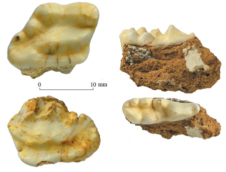 Phát hiện mới về hóa thạch của 6 loài động vật trong các hang động miền Bắc Việt Nam