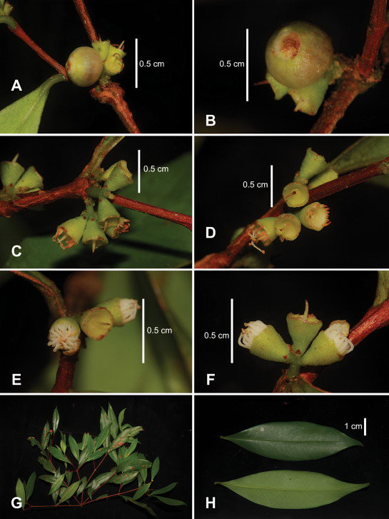 Syzygium triflorum (Trâm ba hoa) – Loài thực vật mới được phát hiện tại Việt Nam