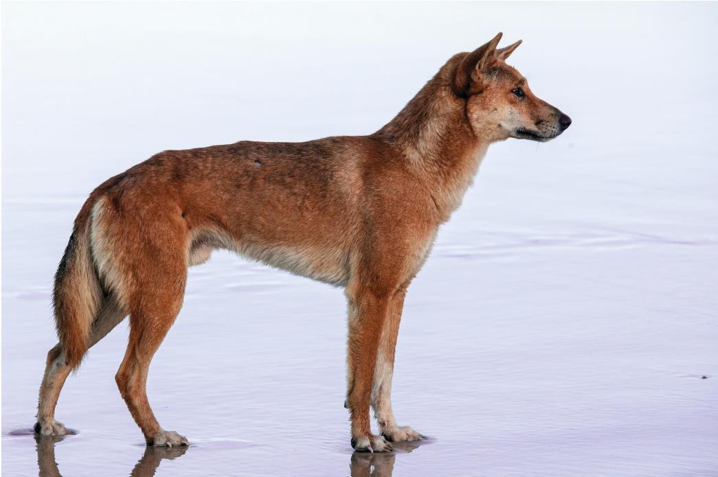 Dingo Úc có phải là chó nhà (Canis Familiaris) - Một trường hợp gây tranh cãi về phân loại (Phần III)