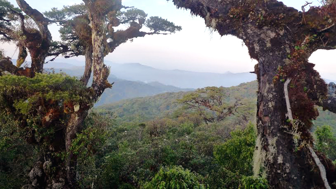 Đánh giá biến động mùa của rừng mưa nhiệt đới tại KBTTN Ngọc Linh, tỉnh KonTum dựa trên dữ liệu máy bay không người lái (UAV)