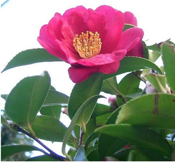 Nghiên cứu về tác dụng hạ đường huyết của loài Camellia sasanqua