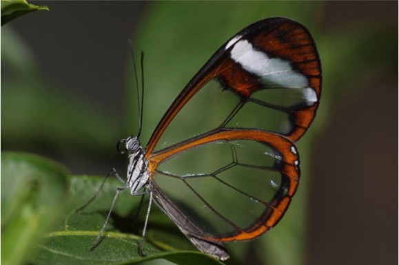 Bí mật đôi cánh trong suốt của loài Bướm Thủy tinh (Glasswing Butterfly)