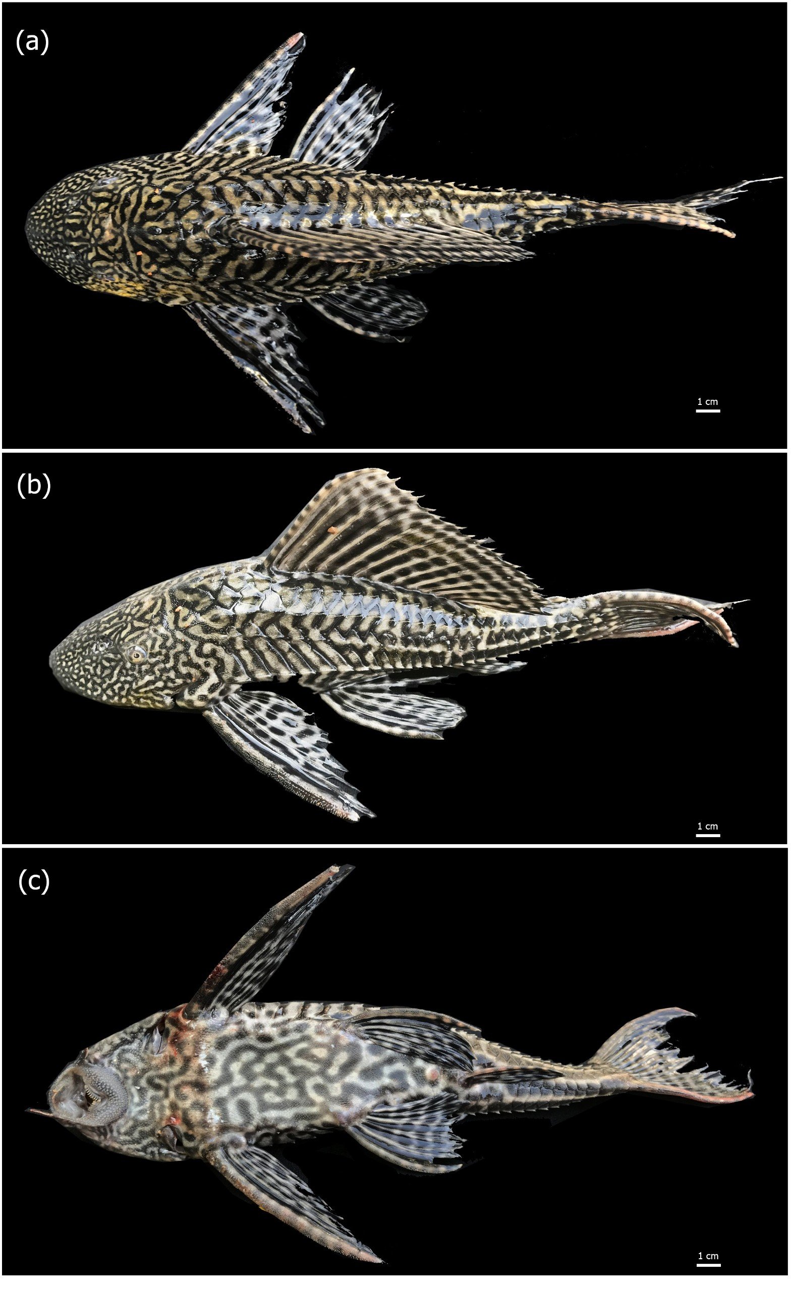 Sự khác biệt về kiểu hình trong tăng trưởng và sinh sản làm cơ sở cho sự xâm lấn thành công của cá lau kính Pterygoplichthys disjunctivus (Loricariidae) vào các thủy vực nước chảy và nước tĩnh ở Việt Nam