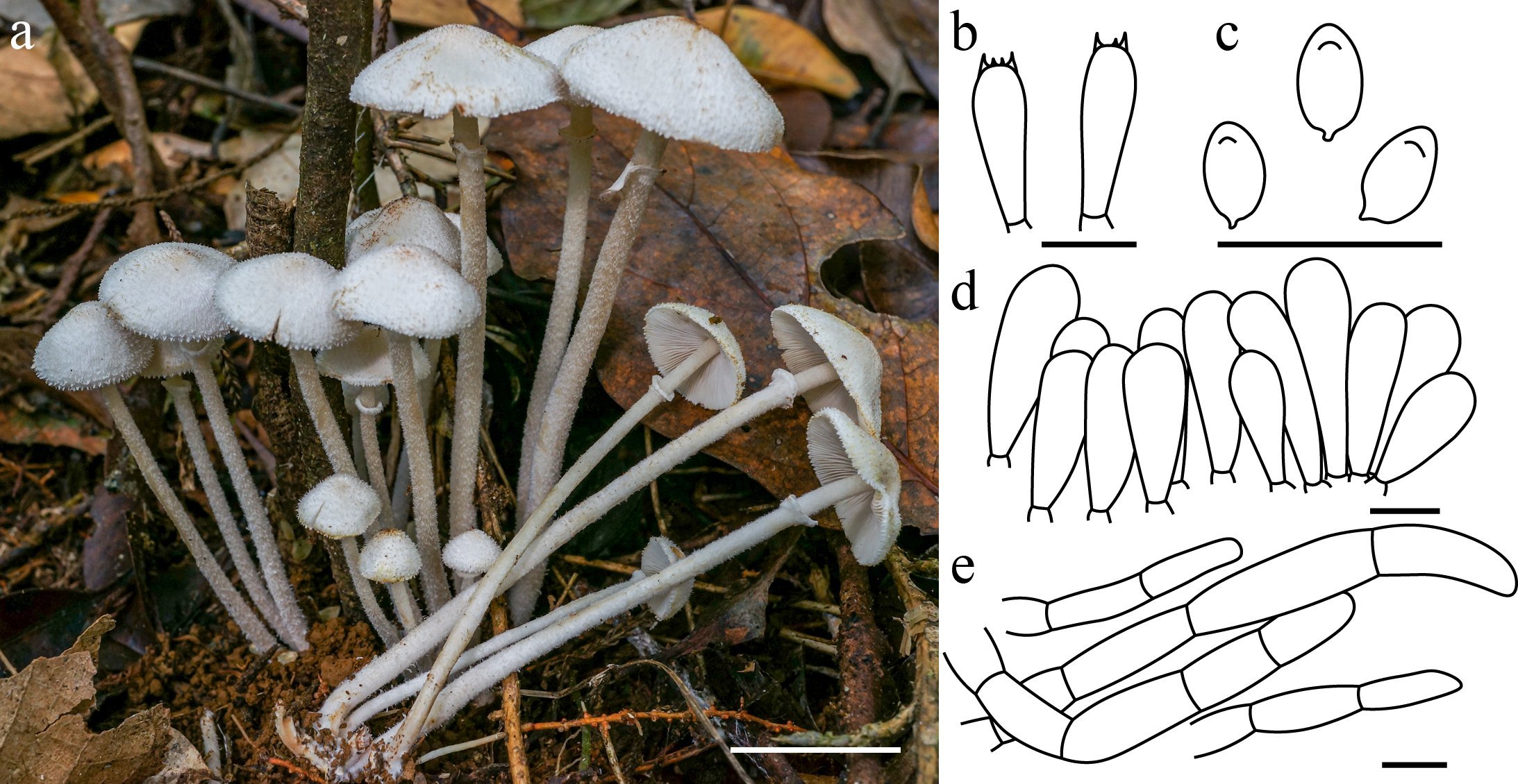 Phát hiện 9 loài nấm mới cho khoa học thuộc chi Micropsalliota (Agaricaceae) tại Việt Nam