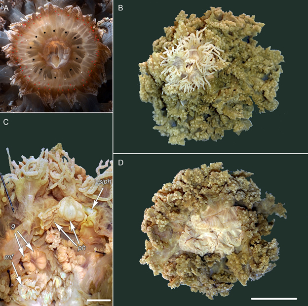 Những lưu ý về hình thái, phân bố và sinh thái học của Hải quỳ Phyllodiscus semoni (anthozoa: actiniaria: aliciidae)