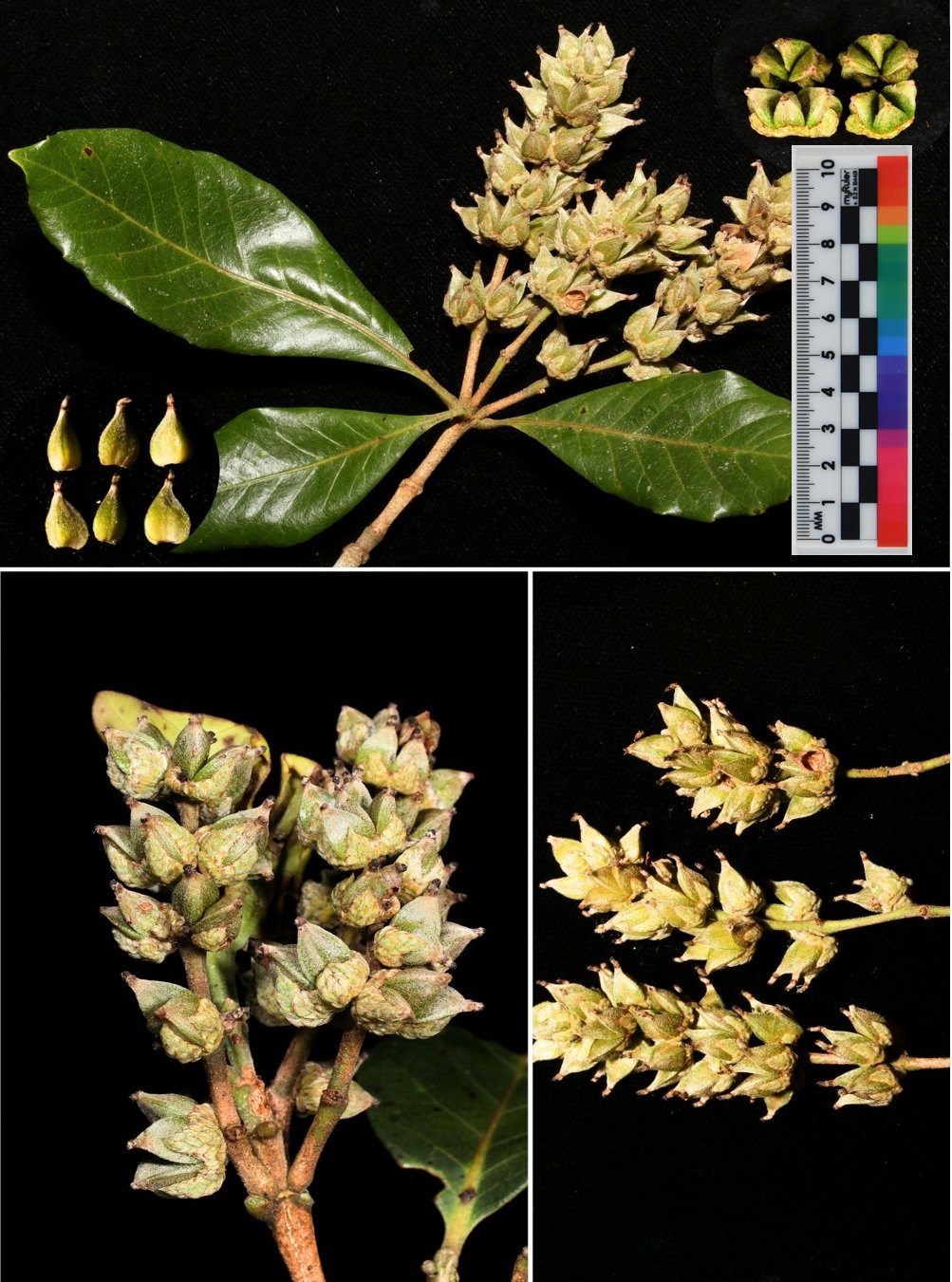 Ghi nhận loài Sồi ba cạnh (Trigonobalanus verticillata Forman) quý hiếm cho khu hệ thực vật Kon Khư Kăng, tỉnh Gia Lai