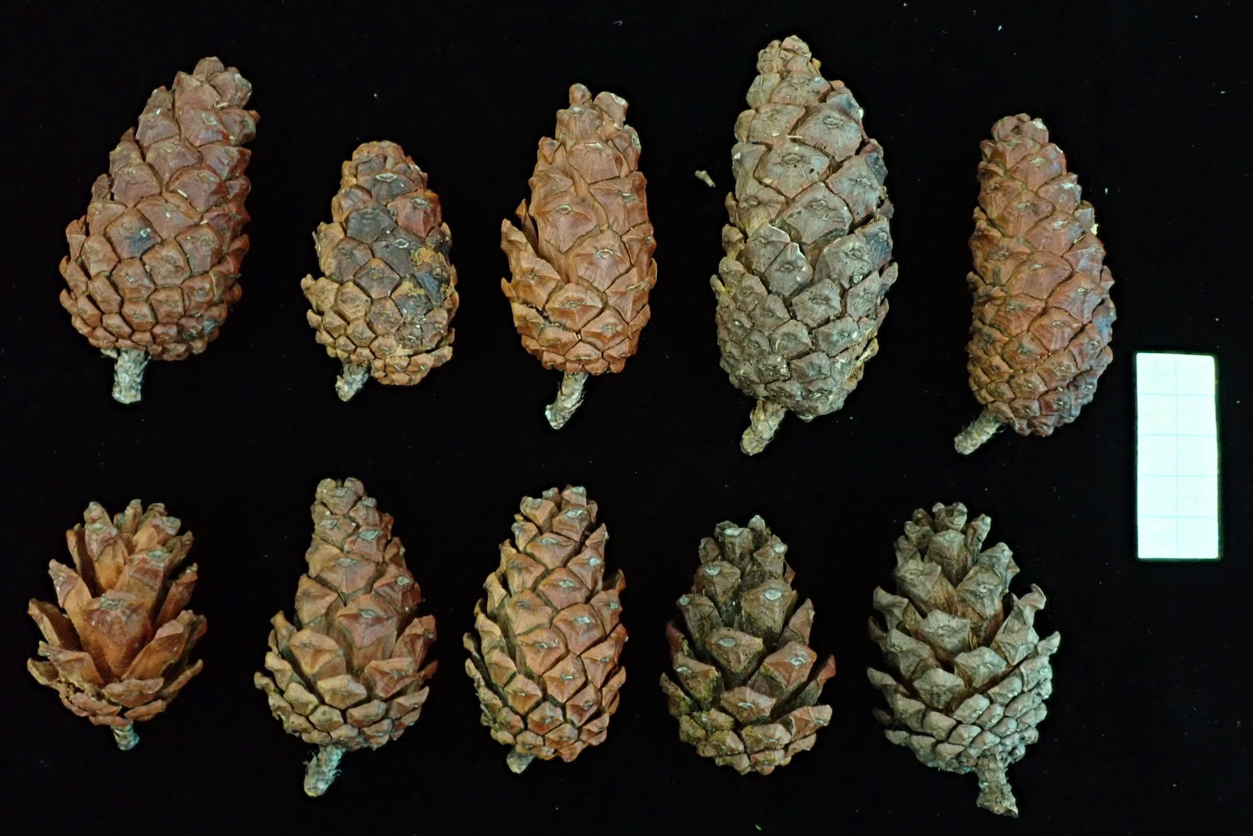 Ghi nhận quần thể Thông hai lá (Pinus latteri Mason) quý hiếm mới tại Khu bảo tồn thiên nhiên Kon Chư Răng, tỉnh Gia Lai