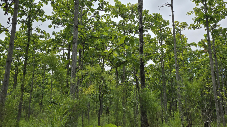 Nghiệm thu nhiệm vụ nghiên cứu không gian phân bố tiềm năng các loài thực vật bản địa phục vụ phục hồi các hệ sinh thái rừng nhiệt đới tỉnh Gia Lai