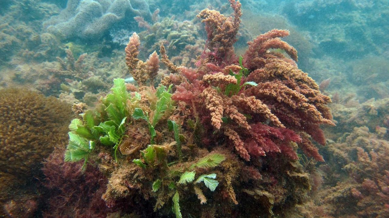 Rong biển đã khiến các nhà khoa học nhầm lẫn về sức khỏe rạn san hô như thế nào?