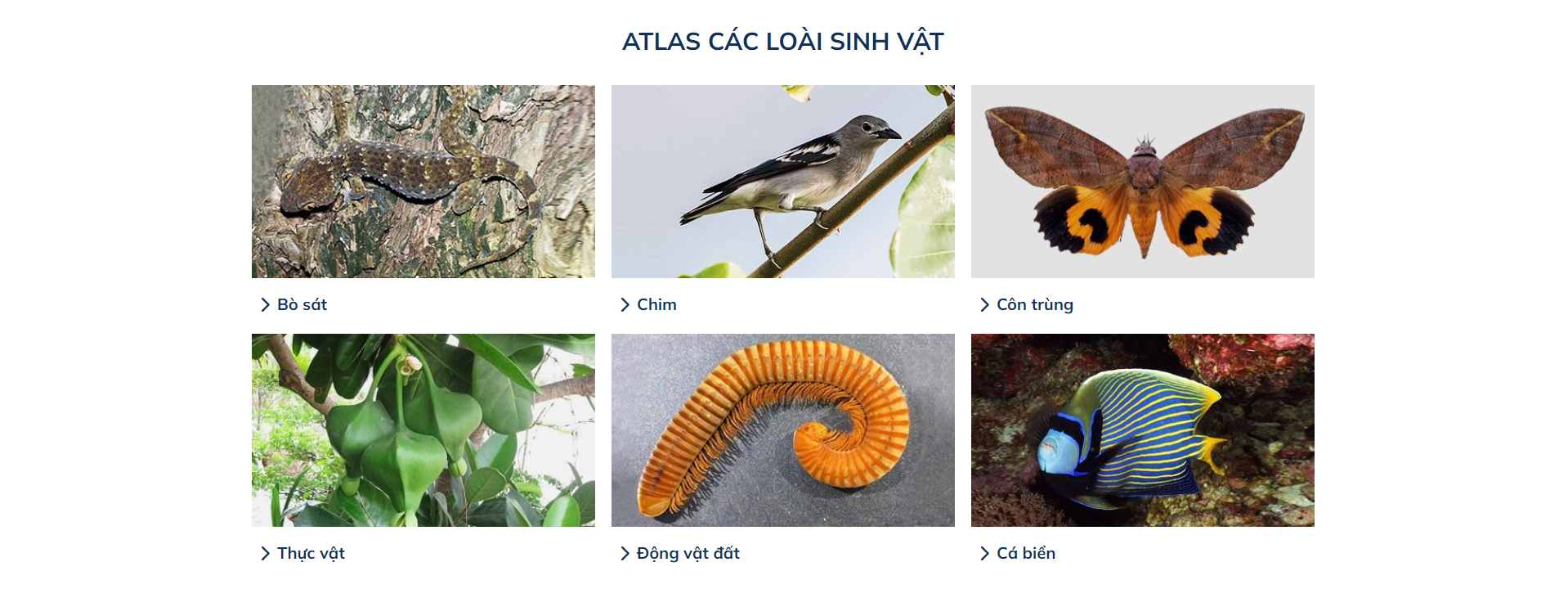 Xây dựng cơ sở dữ liệu dạng số trực tuyến trên mạng Internet (online atlas) các loài sinh vật khu vực quần đảo Trường Sa của Việt Nam