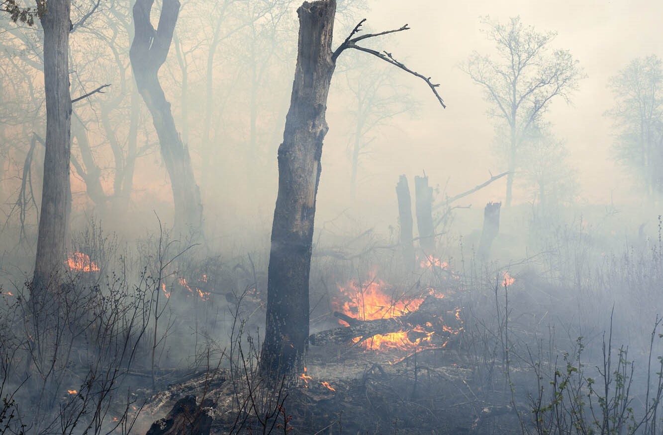 Cháy rừng “chủ động” lưu giữ phát thải carbon trong đất