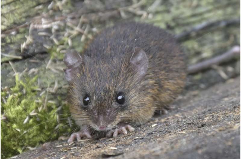 Loài chuột gai mới được phát hiện trong rừng nhiệt đới