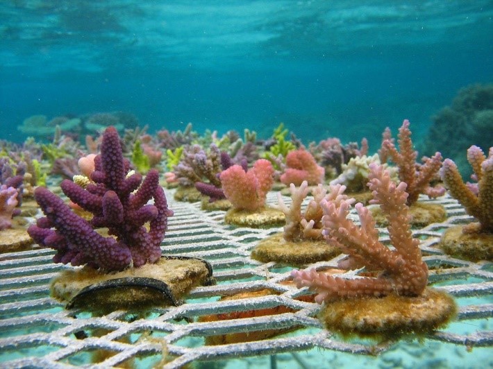 Đánh giá các kỹ thuật phục hồi san hô