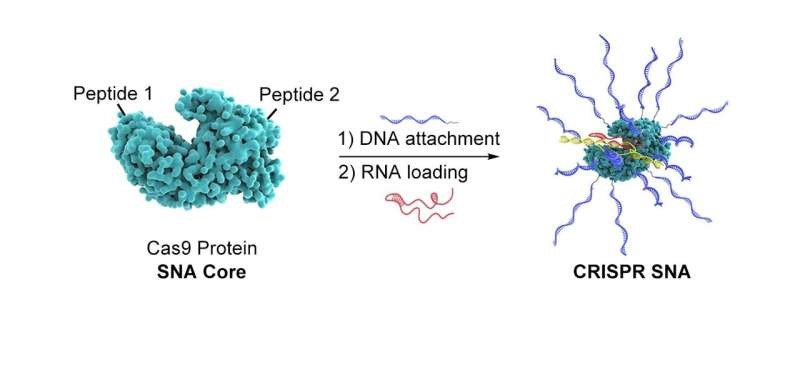 Nền tảng chỉnh sửa gen mới mở rộng phạm vi sử dụng của chỉnh sửa gen CRISPR