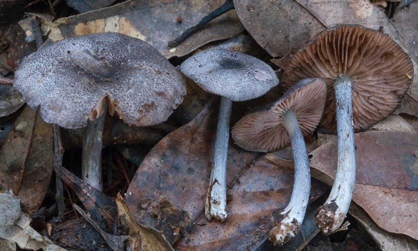 Các loài nấm thuộc chi Entoloma tại Vườn quốc gia Bidoup - Núi bà,  tỉnh Lâm Đồng