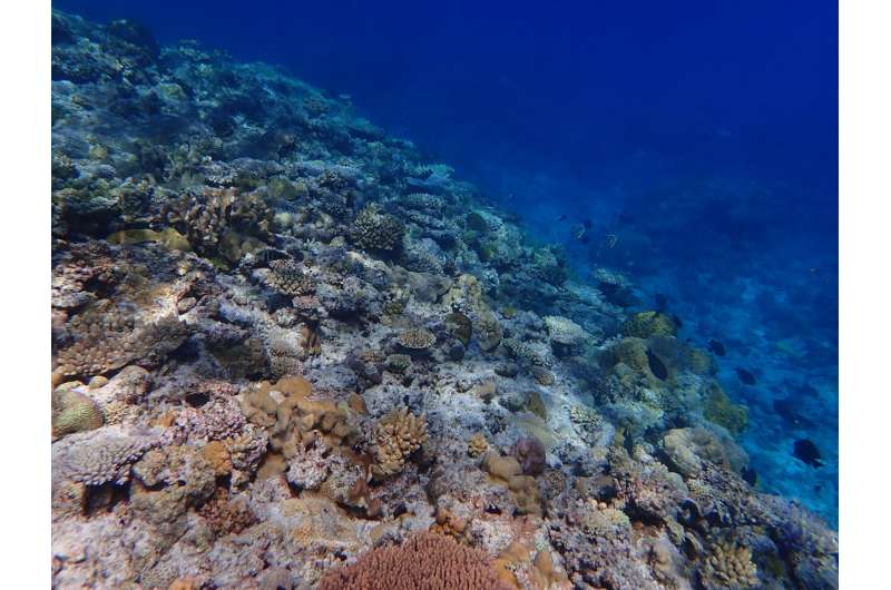 Nghiên cứu mới cung cấp cái nhìn toàn diện đầu tiên về sự thiếu oxy trên các rạn san hô