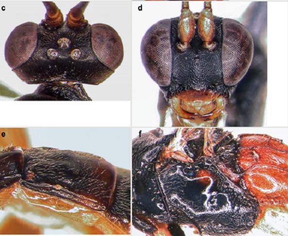Ghi nhận đầu tiên về phân họ Oxytorinae (Insecta, Hymenopterra, Ichneumonidae) từ vùng phương Đông, với mô tả hai loài mới cho khoa học từ Việt Nam