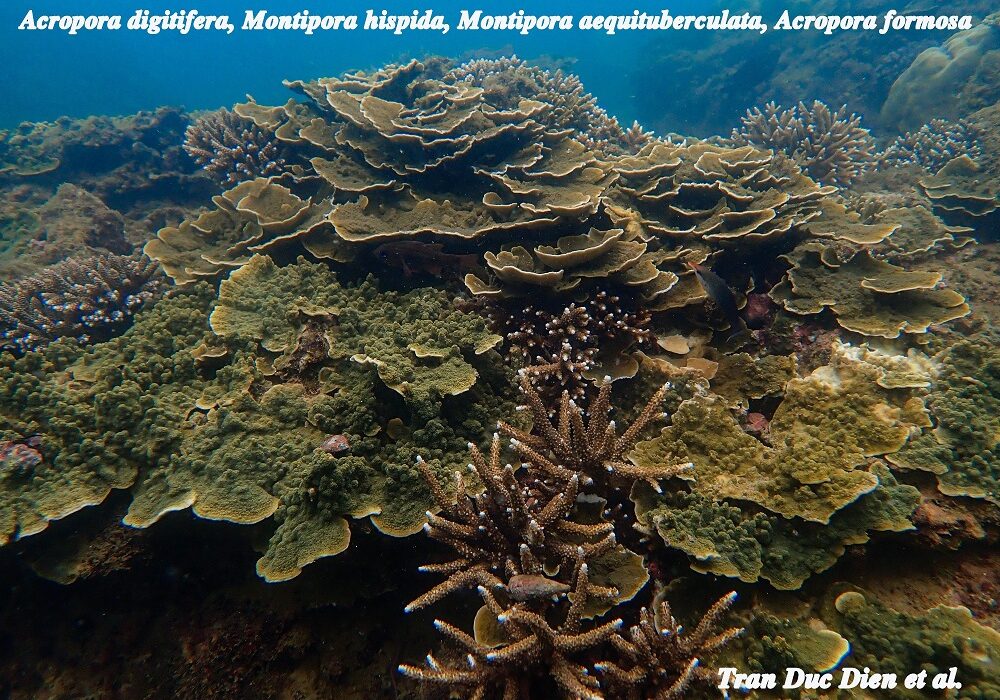 Cần nhanh chóng khoanh vùng bảo vệ rạn san hô còn sót lại ở Nha Trang