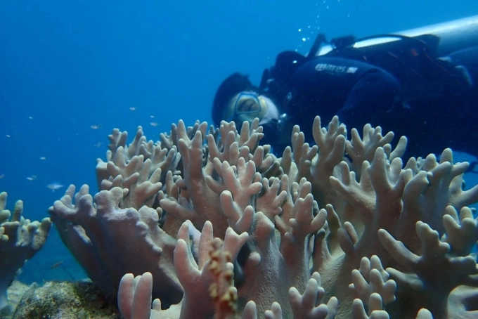 3 mục tiêu, 5 kết quả trong bảo vệ rạn san hô vịnh Nha Trang