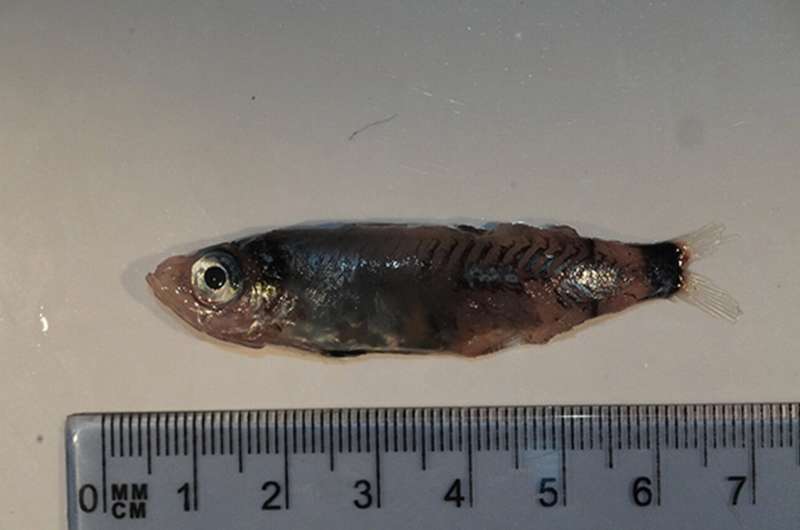 Loài cá mới được tìm thấy ở vùng biển sâu ngoài khơi Ireland