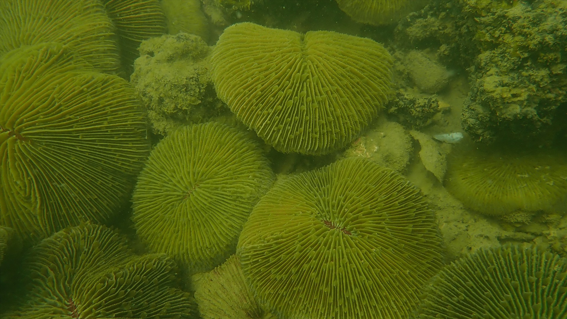 Sự phục hồi kỳ diệu của những rạn san hô trên vịnh Hạ Long