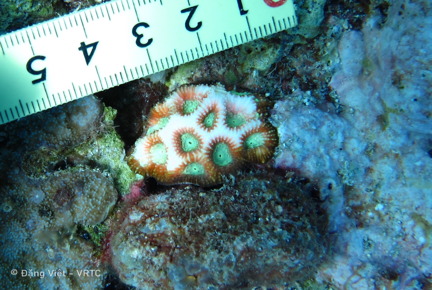 Description: A picture containing reef, organism, invertebrate, underwaterDescription automatically generated