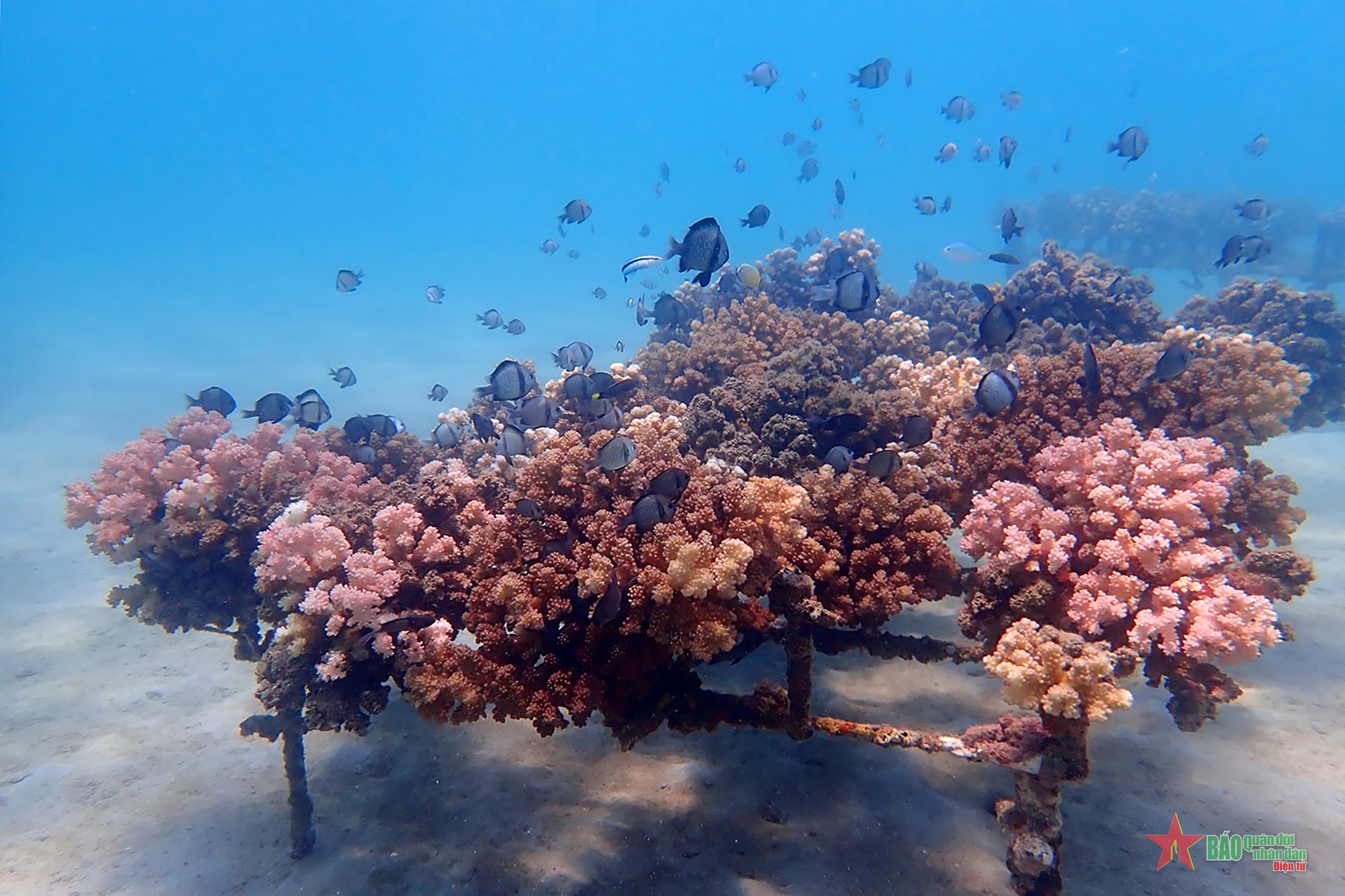 Phương pháp, chiến lược và triển vọng phục hồi san hô