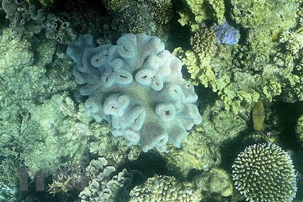San hô bị tẩy trắng đe dọa tới sự tồn tại của nhiều loại cá