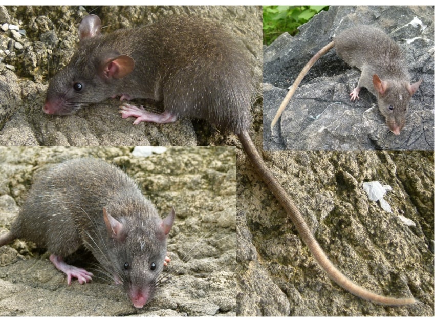Phát hiện mới về phân bố của loài chuột đá Bắc Bộ - một loài chuột ít được nghiên cứu