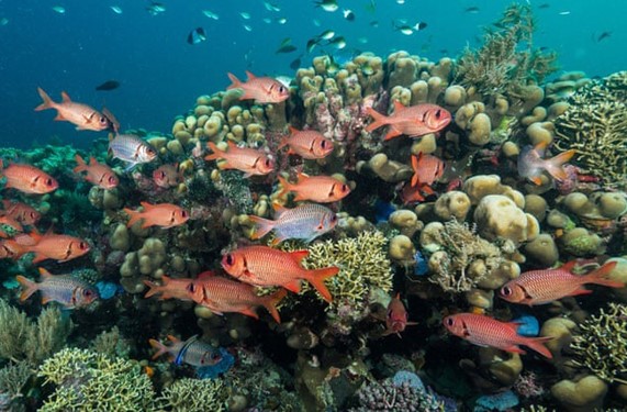 Nobel kinh tế để bảo tồn các rạn san hô